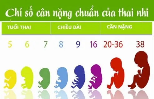 Trọng lượng thai nhi theo tuần tuổi như thế nào?