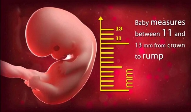 Trọng lượng thai nhi theo tuần tuổi như thế nào?