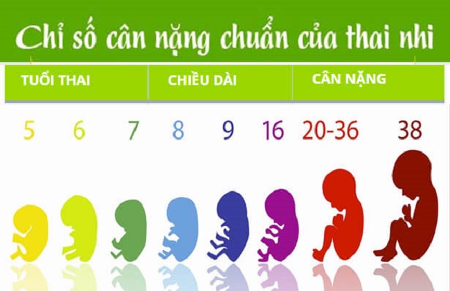 Chỉ số cân nặng chuẩn của thai nhi1
