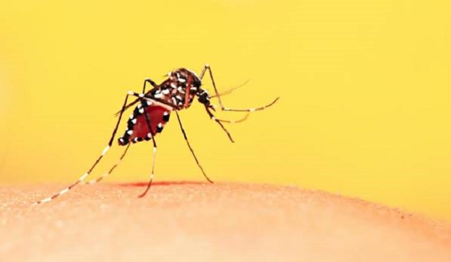Nguyên nhân gây sốt xuất huyết và sốt rét?