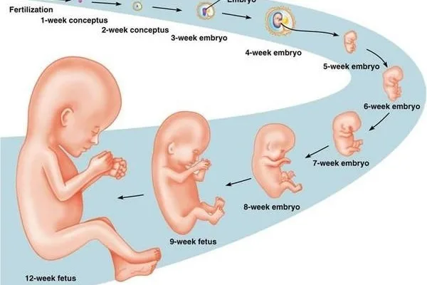 Chieu Dai DChiều dài đầu mông của thai nhi 12 tuần tuổiau Mong Thai 12 Tuan Tuoi