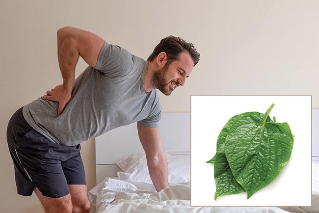 Lá Lốt Chữa đau Thần Kinh Tọa Như Thế Nào1