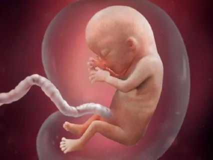 Chieu Dai Dau Mong Thai 12 Tuan Cua Be 2